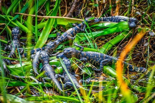Bambino Appena Nato Alligatori Americani Miami Florida — Foto Stock