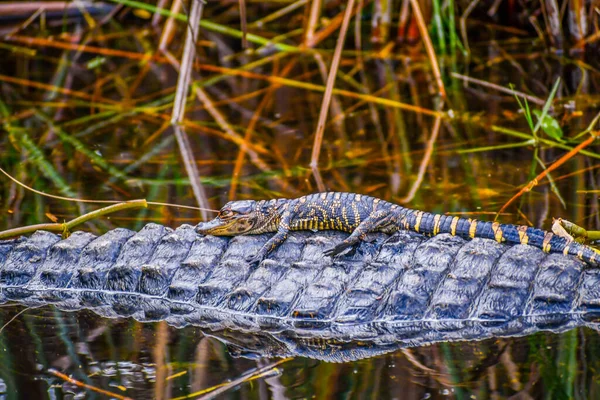 Een Grote Amerikaanse Alligator Met Zijn Nakomelingen Miami Florida — Stockfoto