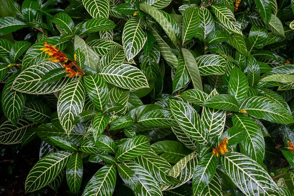 Beautiful Green Garden Plants Detail Rainforest Garden — Stok fotoğraf