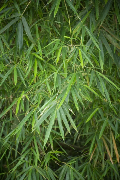 Krásný Výhled Zelené Bambusové Listy Deštných Pralesích — Stock fotografie