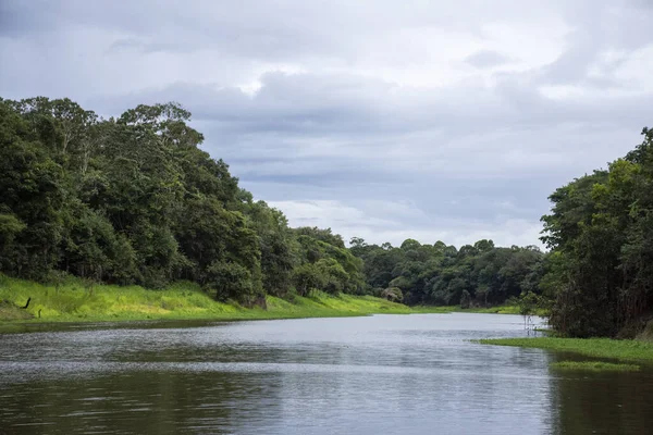 Beautiful View Large River Green Amazon Rainforest Amazonas State Brazil — Stock Photo, Image