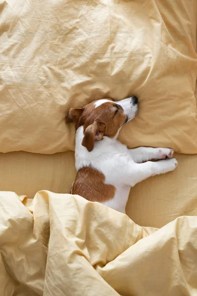 Cute Jack Russell Terrier Puppy Dog Sleeps Yellow Bed — Stok fotoğraf