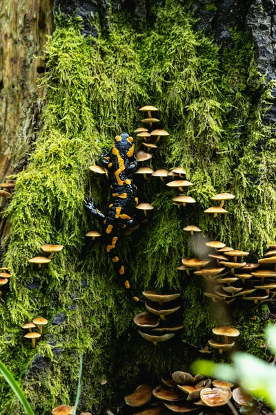 Salamander Wild Moss Mushrooms — Stock Photo, Image