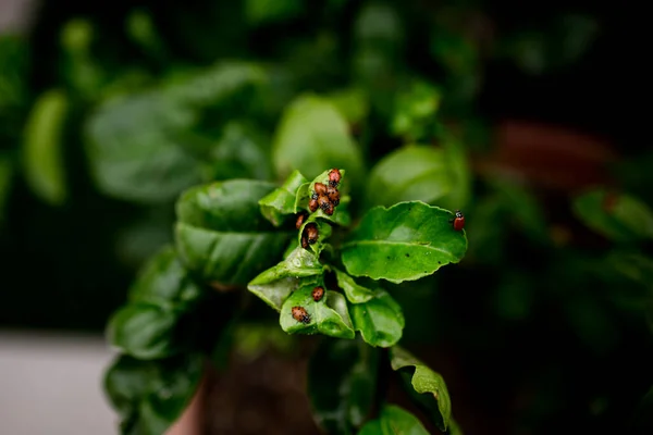 Ladybugs Lemon Tree Leaves San Diego — Stok fotoğraf