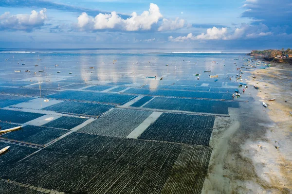 Seaweed Plantations Nusa Lembongan Island Bali Indonesia — Stock Photo, Image
