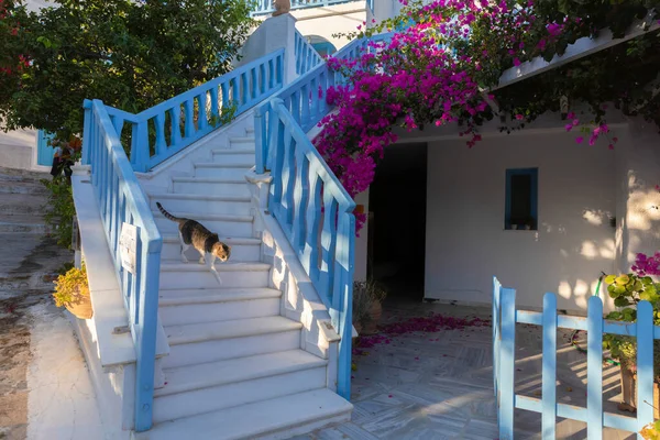 Cat Stairway Xilokeratidi Amogos Greece — Stock Photo, Image