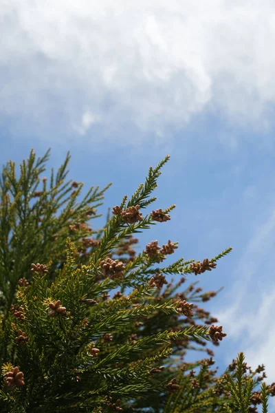 Japanese Cedar Tree Cloudy Blue Sky — Stok fotoğraf