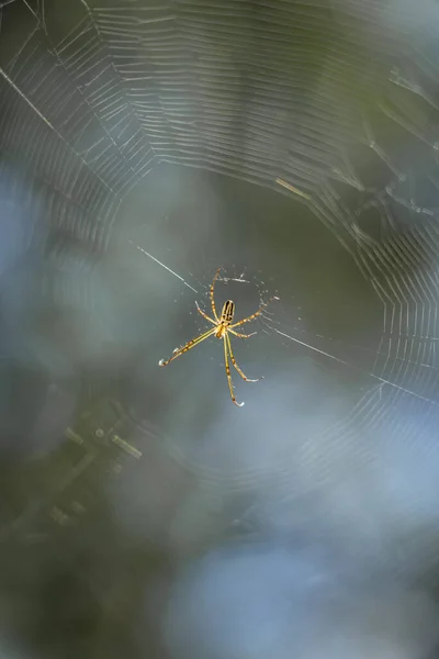 Yellow Spider Cobweb — Stock Photo, Image