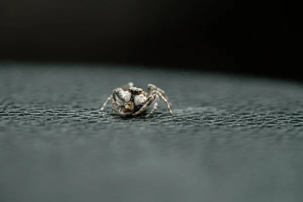 Spider Menemerus Semilimbatus Salticidae Nourrissant Insecte — Photo