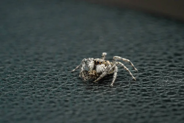 Spider Menemerus Semilimbatus Salticidae Feeding Insect — Stok fotoğraf