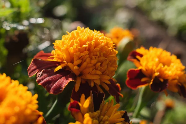 Close Orange Marigolds Sunlight — Stock Photo, Image