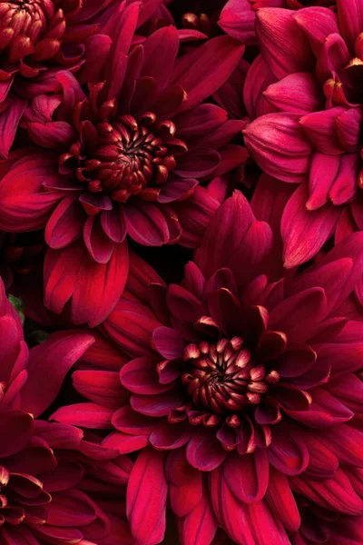 Burgundy chrysanthemum flowers close up