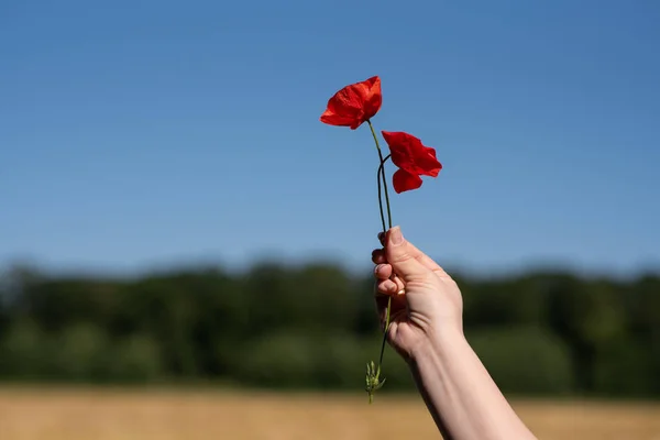 Female Hand Holds Two Red Poppies Sky — Stock Photo, Image