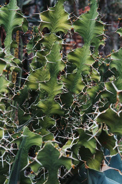 植物园的一种仙人掌 — 图库照片