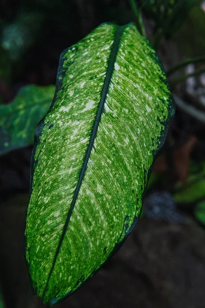 Grüne Blätter Botanischen Garten — Stockfoto