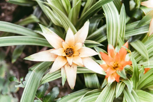 Orange Flowers Botanical Garden — Stok fotoğraf