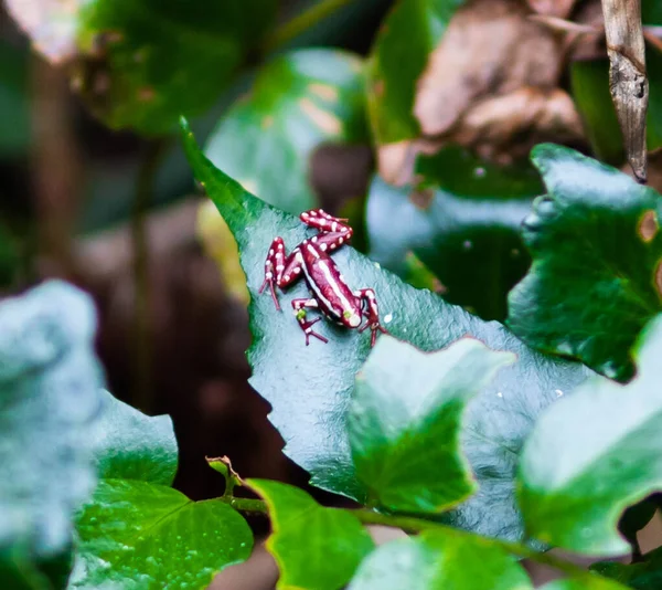 Red Frog White Spots Perched Green Leaves — ストック写真