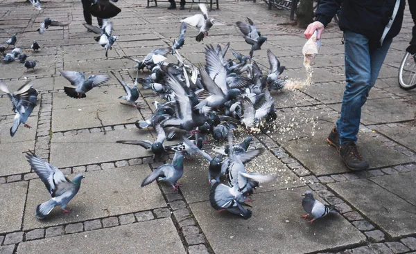 Palomas Voladoras Que Van Comer Comida Dada Por Una Persona — Foto de Stock