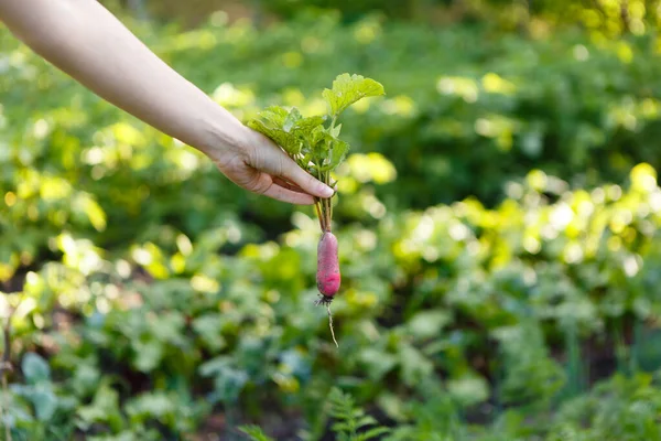 Young Woman Holds Bunch Fresh Radishes Herself Farm — Stock Photo, Image