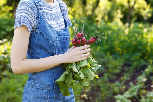 Young Woman Holds Bunch Fresh Radishes Herself Farm —  Fotos de Stock