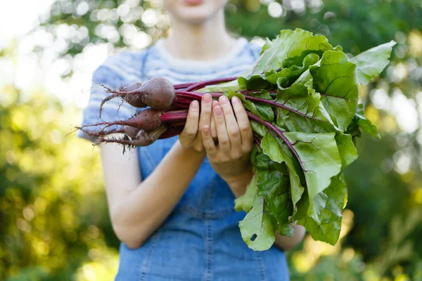 Woman Harvests Fresh Red Beets She Has Grown Her Farm — Stockfoto