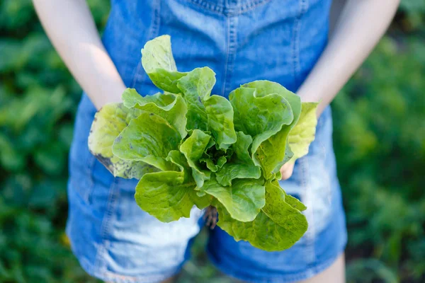 Woman Holding Bunch Fresh Green Salad Grown Farm — Stok fotoğraf