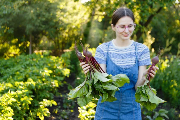 Young Woman Harvests Fresh Red Beets She Has Grown Her — Stok fotoğraf