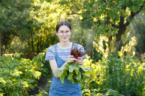 Young Woman Harvests Fresh Red Beets She Has Grown Her — Stok fotoğraf