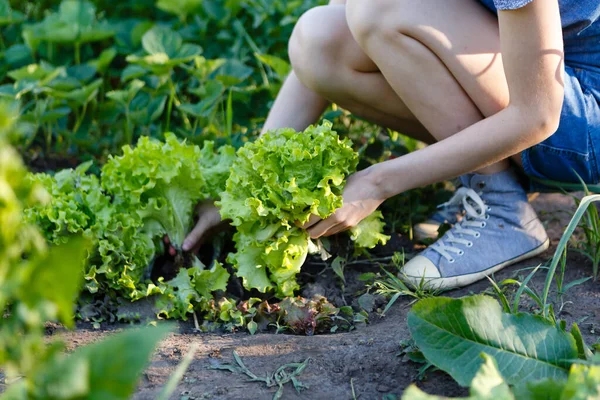 Woman Harvests Fresh Green Salad Grown Farm —  Fotos de Stock