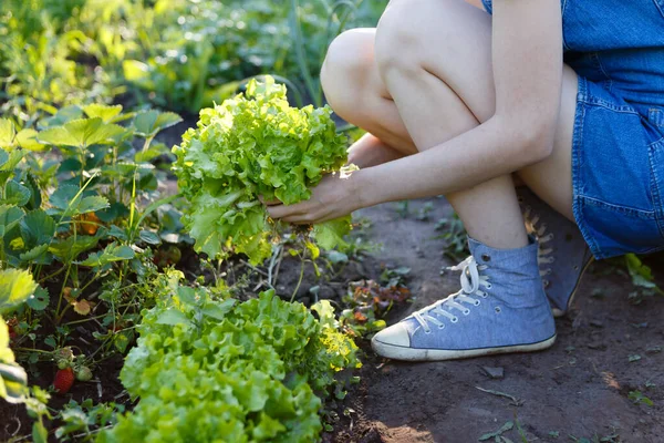 Woman Harvests Fresh Green Salad Grown Farm — Stockfoto