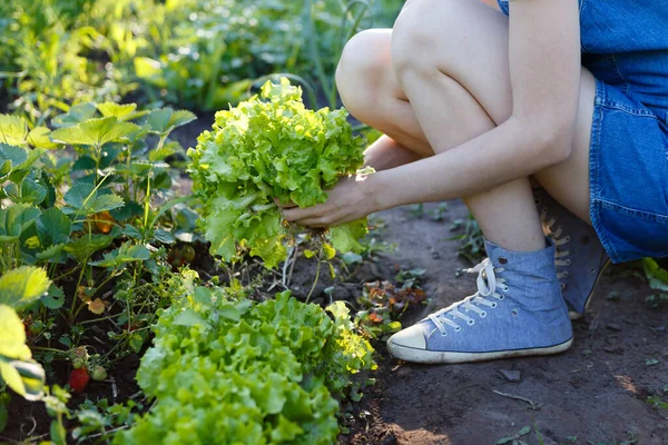Woman Harvests Fresh Green Salad Grown Farm — Foto de Stock