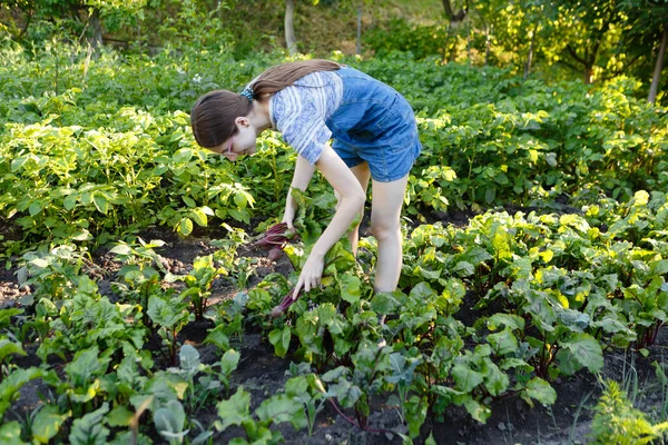 Young Woman Harvests Fresh Red Beets She Has Grown Her — Foto de Stock