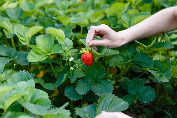Young Woman Picks Red Juicy Strawberries Eco Farm —  Fotos de Stock