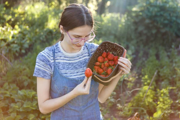 Young Woman Picks Red Juicy Strawberries Eco Farm — Stockfoto