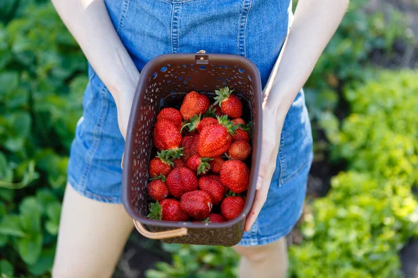 Young Woman Picks Red Juicy Strawberries Eco Farm — Stockfoto