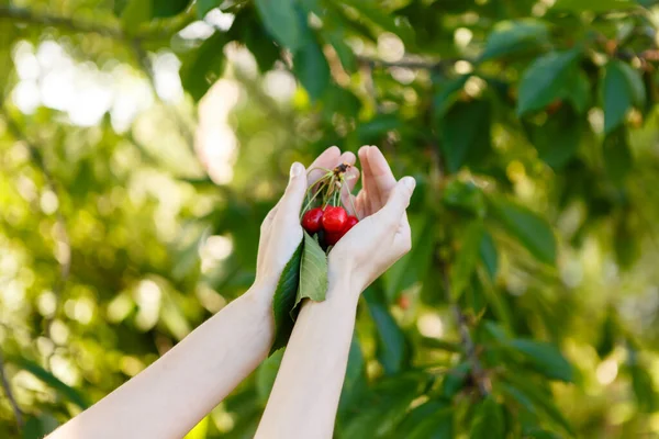 Woman Picks Ripe Red Cherries Tree — Stok fotoğraf