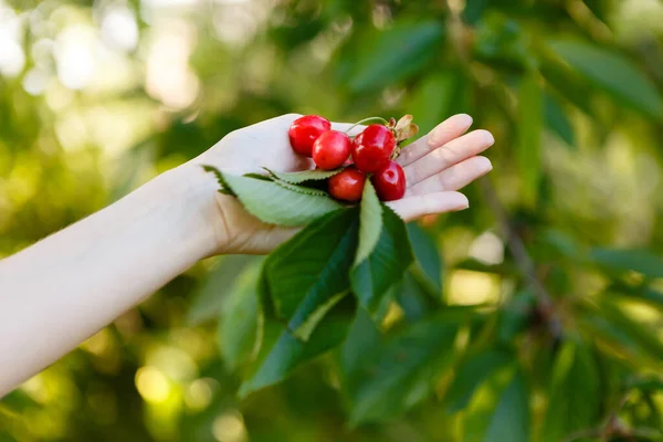 Woman Picks Ripe Red Cherries Tree — Stockfoto