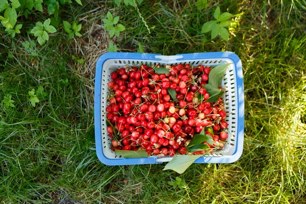 Basket Red Ripe Cherries Garden — 图库照片
