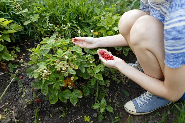 Young Woman Picks Red Juicy Strawberries Eco Farm — Stok fotoğraf