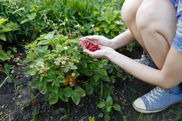 Young Woman Picks Red Juicy Strawberries Eco Farm — Stok fotoğraf