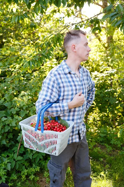 Man Picks Ripe Red Cherries Tree — Foto Stock
