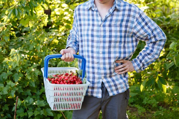 Man Picks Ripe Red Cherries Tree — Stock fotografie