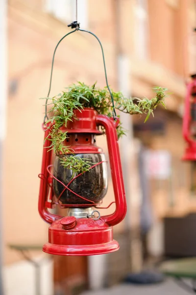 plant grows from a red gas lamp