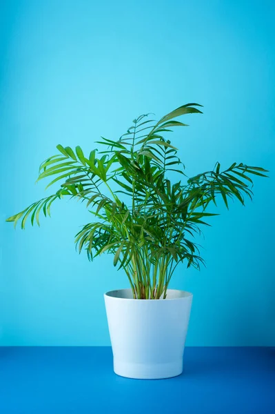 Decorative small palm tree for home interiors on a blue table.