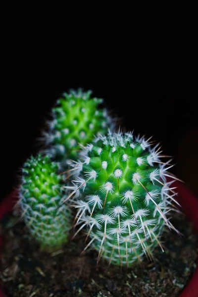 Top View Cactus Mammillaria Backebergiana Black Background — Stock Photo, Image