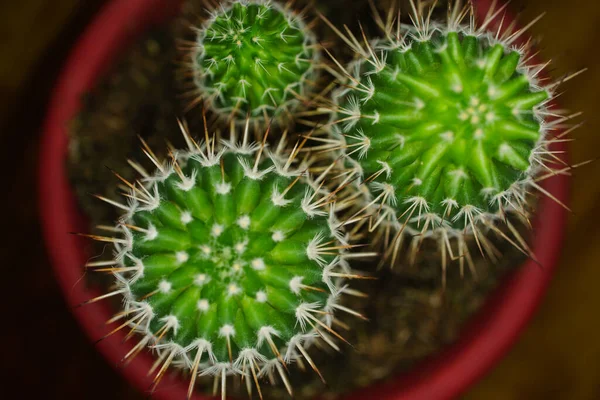 Close Top View Cactus Mammillaria Backebergiana Its Pot — Stock Photo, Image