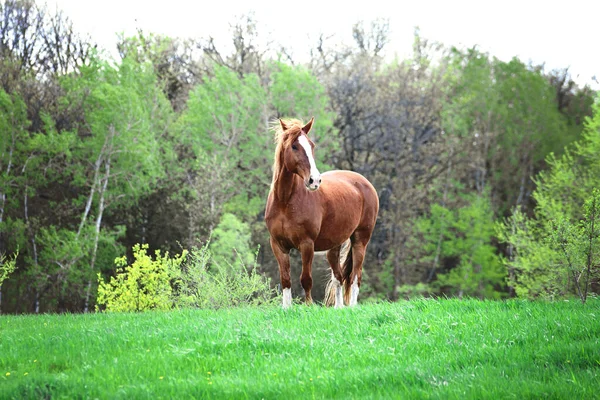 Brown Horse White Blaze Standing Meadow — Stock Photo, Image