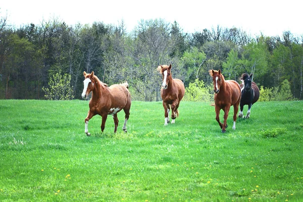 Four Horses Running Meadow Spring — Stock Photo, Image