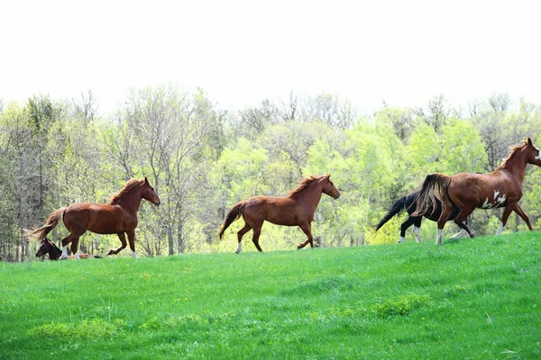 Paarden Die Het Voorjaar Door Een Weiland Rennen — Stockfoto