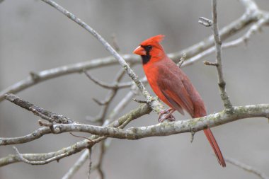 Red Male Cardinal On Branch